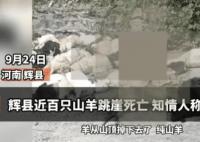 河南辉县近百只山羊接连跳崖坠亡 原因竟是这样简直太吓人了