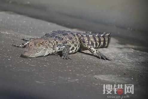 上海黄浦江畔的鳄鱼抓到了 原因竟是这样简直太可怕了