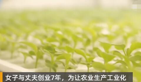 女子建植物工厂让菠菜一年长22茬 始料未及真相简直令人震惊