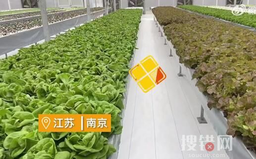 女子建植物工厂让菠菜一年长22茬 原因竟是这样简直太惊人