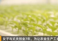 女子建植物工厂让菠菜一年长22茬 原因竟是这样简直太惊人