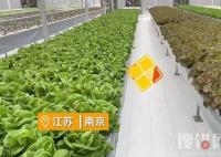 女子建植物工厂让菠菜一年长22茬 始料未及真相简直令人震惊