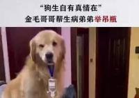 金毛弟弟打吊针哥哥帮举药瓶 究竟是怎么回事？