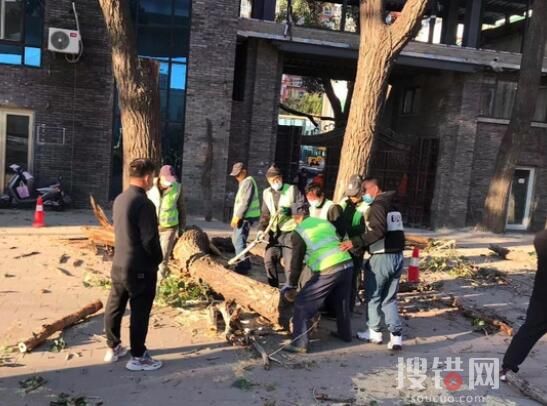 实拍京津冀大风来袭树木被刮断 内幕曝光简直太意外了