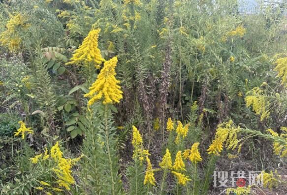 武汉现上千亩加拿大一枝黄花 始料未及真相太罕见了