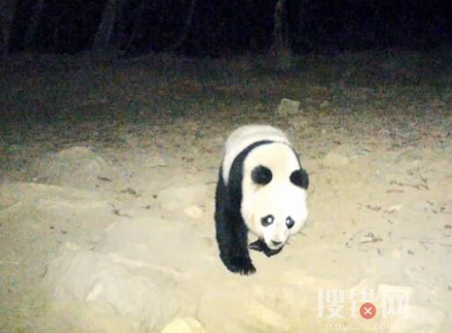 野生大熊猫深夜遛达 镜头前呆萌打卡 始料未及画面曝光简直太意外了