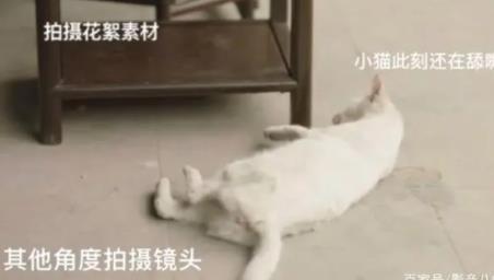 称当家主母剧组虐猫造谣者被判刑 到底是什么情况?