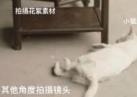 称当家主母剧组虐猫造谣者被判刑 这结果让人大跌眼镜