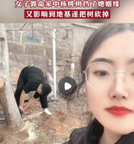 女子算命核桃树挡姻缘家人将树砍掉 具体事件经过是什么?