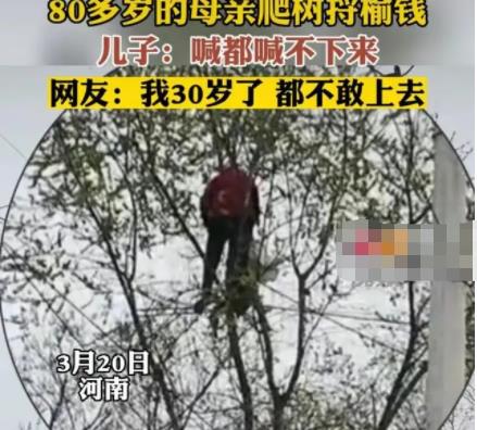 80多岁老太爬树摘榆钱 喊都喊不下来 真相离奇让人直呼太意外