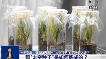 上天入地的太空种子这样炼成 航天育种实验如何开展?