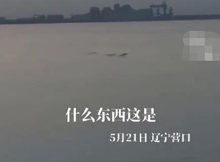 男子称拍到5米长不明生物 现场曝光 究竟是怎么回事？