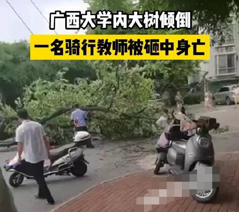 校方回应教师被树砸中身亡 原因竟是这样实在是太意外了