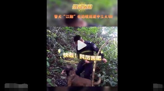 警犬强拽着民警找到密林中毒品 原因揭秘直接让人傻眼了