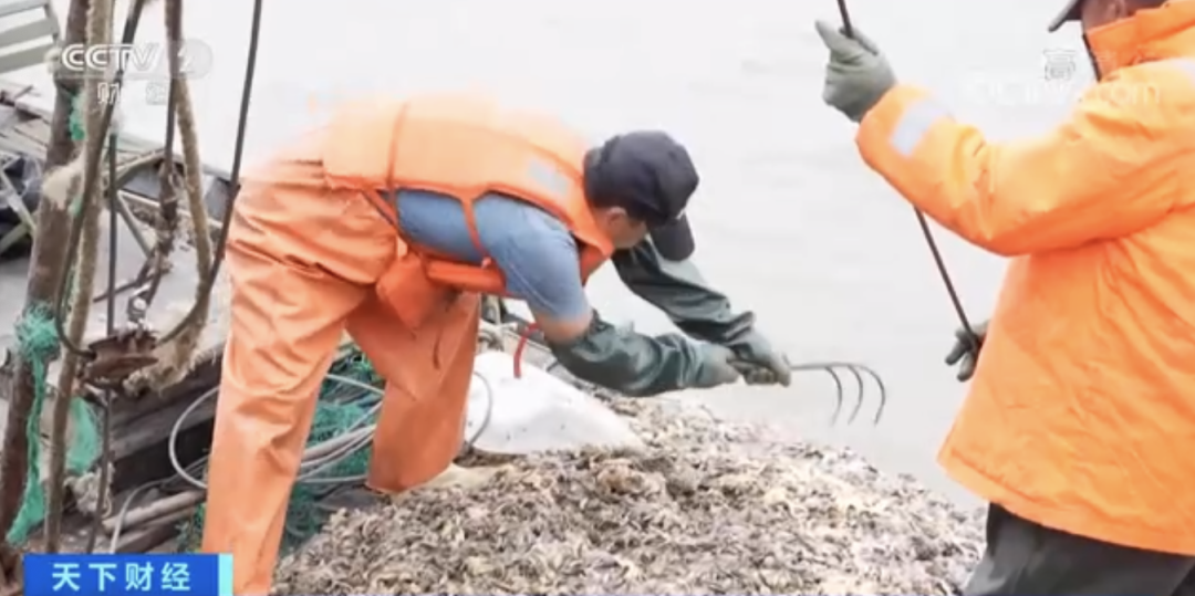 “海底蝗虫”大规模入侵青岛胶州湾，蛤蜊海蛎子遭灾！网友：吃光它......靠谱？