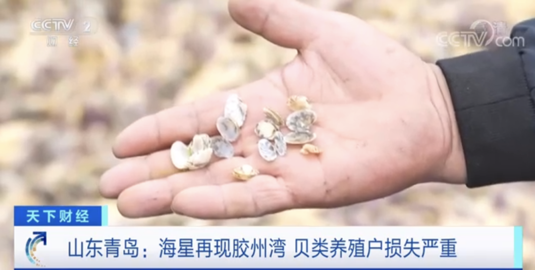 “海底蝗虫”大规模入侵青岛胶州湾，蛤蜊海蛎子遭灾！网友：吃光它......靠谱？