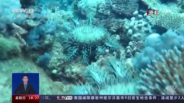 “海底蝗虫”大规模入侵青岛胶州湾，蛤蜊海蛎子遭灾！网友：吃光它......靠谱？