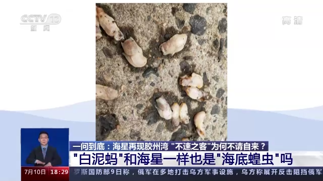 “海底蝗虫”大规模入侵青岛胶州湾，蛤蜊海蛎子遭灾！网友：吃光它......靠谱？